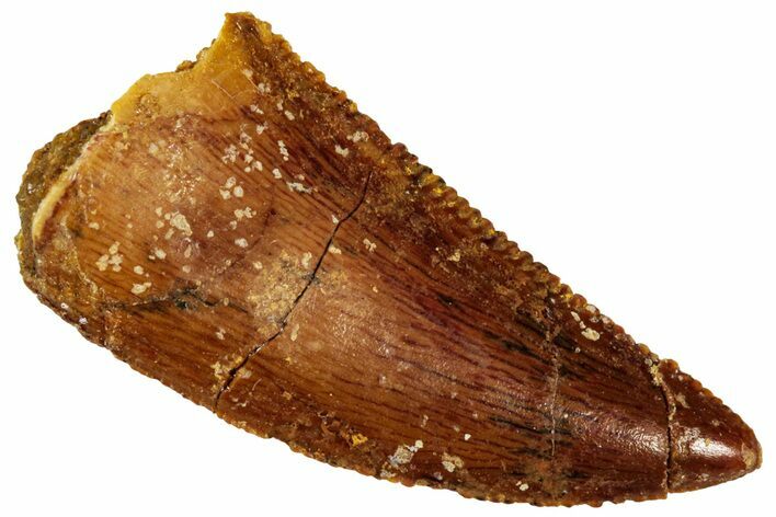 Serrated Raptor Tooth - Real Dinosaur Tooth #299672